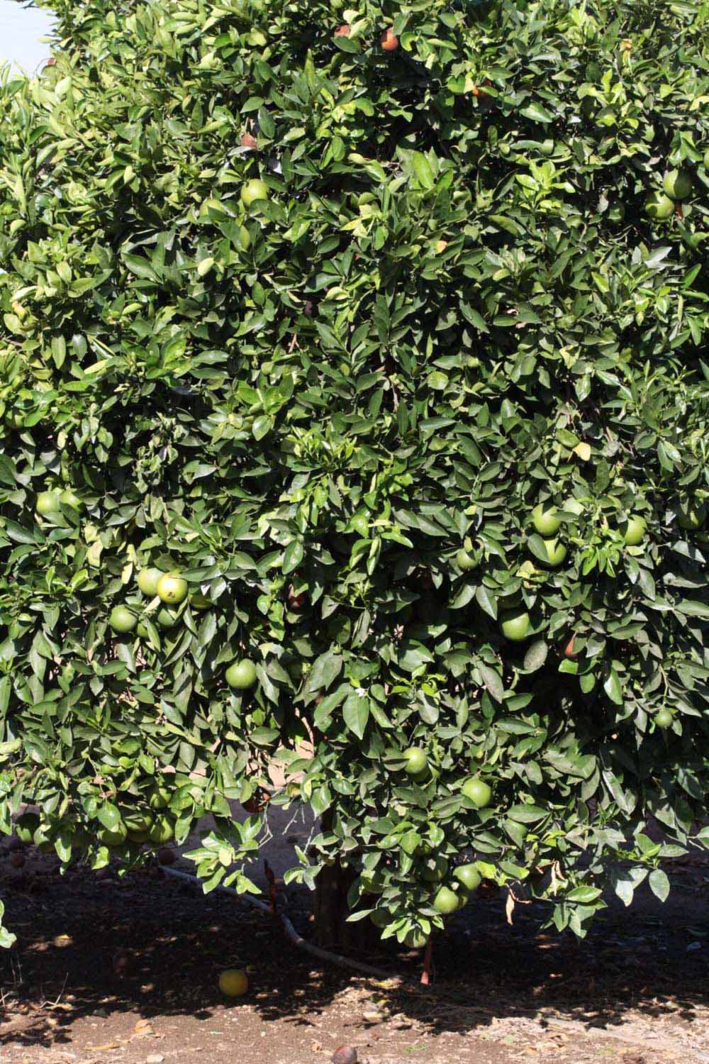            Habit (Riverside, CA)   